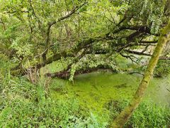 -西湖风景区-江洋畈生态公园