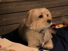 -毛辣果·酸(OHA复兴西路店)