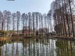 -东湖磨山景区樱花园-停车场