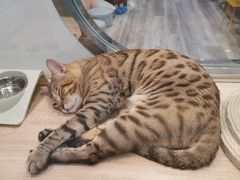 -BABIT巴比特宠物(MOMOPARK店)