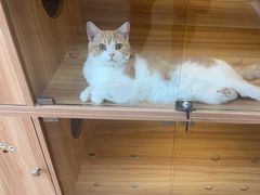 -喵百万·布偶·蓝金金渐层英短·猫舍(百子湾店)