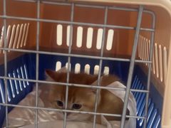 -四月宠物医院·猫专科·心脏专科·内科(转塘店)
