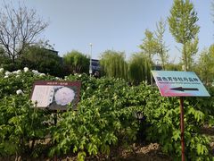 -曹州牡丹园