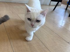 -Let's go狗咖·猫咖·奶狗·桌游(春熙路IFS店)