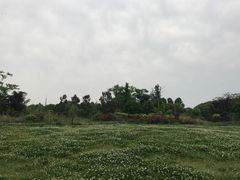 -苏州太湖迷笛