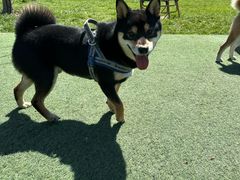 -爪吧宠物乐园 (温榆河示范区店)