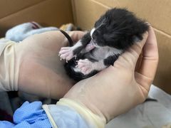 -达爱动物医院·犬猫分区·CT·复杂眼科(远洋山水分院)