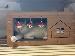 -有猫主题·治愈系猫咖(曾厝垵店)