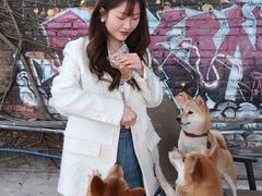 -柴犬高等学院·狗咖·柴犬售卖·宠物训练