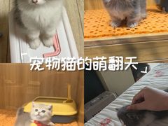 -欣宠猫屋·矮脚拿破仑·蓝金金渐层