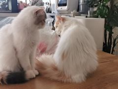 -平行世界·猫咖(首经贸店)