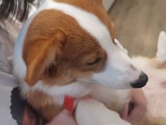 -浣熊柯尔鸭土拨鼠·电玩咖