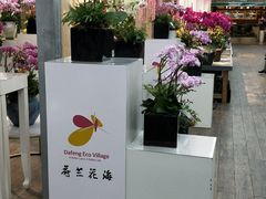 -荷兰花海