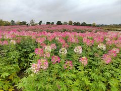 -径山花海