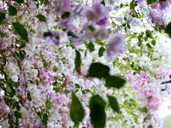 -深圳国际园林花卉博览园