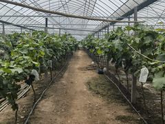 -马陆小张葡萄园农家乐