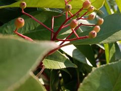 -青岛银沙滩温德姆至尊酒店