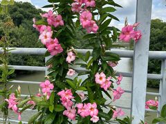 -上海辰山植物园