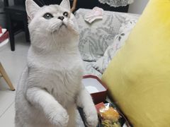 -猫大福·Fortune Cat猫舍(百子湾店)