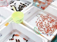 -哈尔滨道外花鸟鱼市场