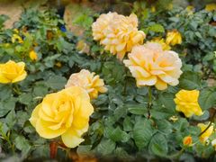 -人民公园(罗湖区)