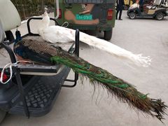 -西安秦岭野生动物园