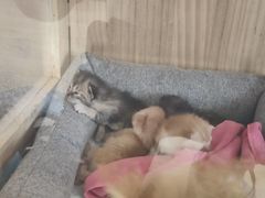 -Sweet cat·星愿猫咖(国贸大厦店)