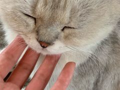 -喵屿·大理花园猫咖