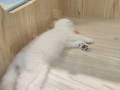 -屋虎猫馆(宝安大仟里店)