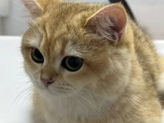 -御宝贝·A梦猫科宠物医院(国际猫友好医院)