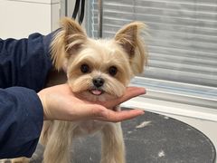 -帕帕拉兹宠物(亚洲旗舰店)