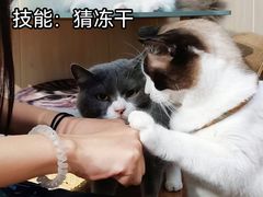 -绒爪撸猫下午茶·猫咖