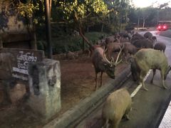 -清迈夜间动物园