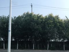 -西青郊野公园