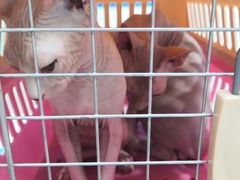 -全心全意连锁动物医院(加州店)