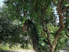 -丽泽山庄·生态怀柔菜·虹鳟鱼(红螺寺店)