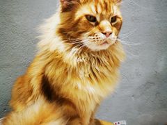 -藏猫猫咖啡主题馆(中央大道店)