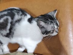 -藏猫猫咖啡主题馆(中央大道店)
