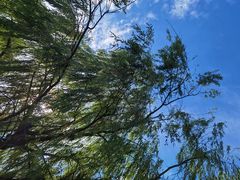 -上海共青森林公园