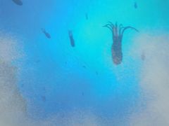 -海合安武汉极地海洋公园