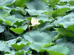 -莲池书院博物馆