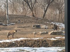 -北京野生动物园