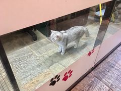 -猫咪博物馆(顶澳仔猫街店)