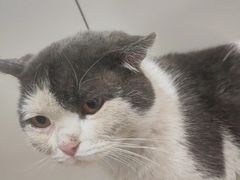 -米苏动物医院·犬猫专科·骨科外科内窥镜