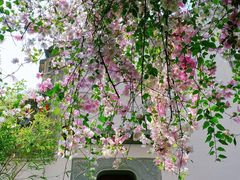 -深圳国际园林花卉博览园