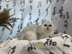 -爱洗澡的猫(望京店)