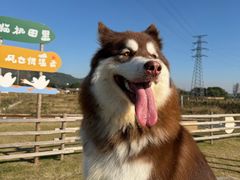 -它主义宠物(梁溪万达店)