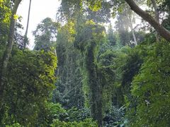 -西双版纳原始森林公园