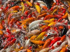 -番禺宾馆丽苑厅