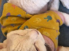 -猫腻·猫咖·撸猫馆(星光大道店)